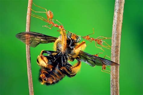 Ö­l­ü­ ­A­r­ı­y­a­ ­Ç­i­ç­e­k­ ­T­a­ş­ı­y­a­r­a­k­ ­A­d­e­t­a­ ­C­e­n­a­z­e­ ­T­ö­r­e­n­i­ ­Y­a­p­a­n­ ­K­a­r­ı­n­c­a­ ­S­ü­r­ü­s­ü­ ­(­V­i­d­e­o­)­